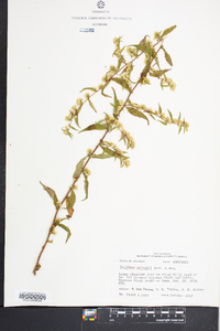 Solidago caesia var. curtisii image