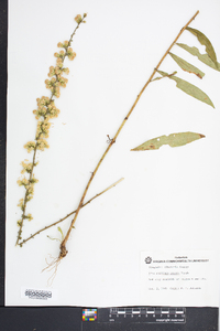 Solidago erecta image