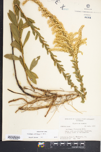 Solidago fistulosa image