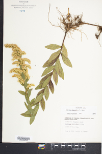 Solidago fistulosa image