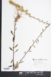 Solidago erecta image