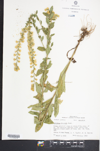 Solidago hispida image