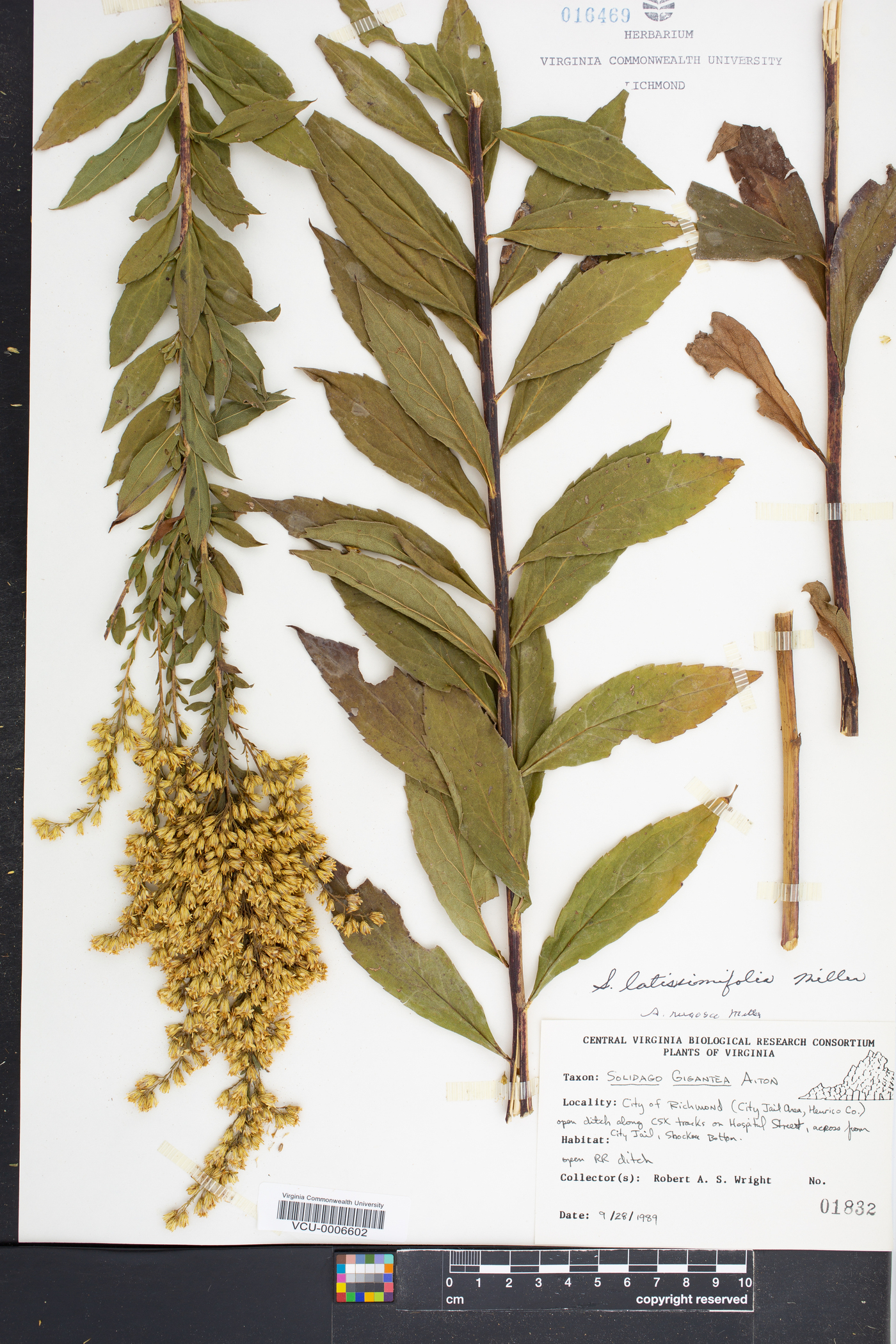 Solidago latissimifolia image