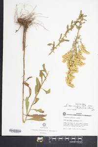 Solidago nemoralis var. haleana image