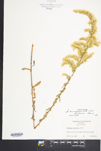 Solidago nemoralis var. haleana image