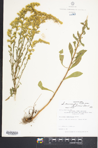 Solidago nemoralis var. haleana image