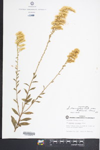 Solidago nemoralis var. haleana image