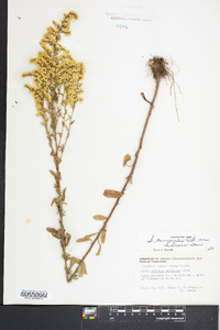 Solidago nemoralis var. haleana image