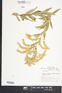 Solidago nemoralis var. haleana image