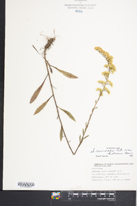 Solidago nemoralis var. haleana image