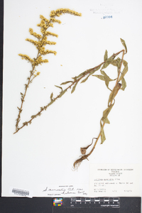 Solidago nemoralis var. haleana image