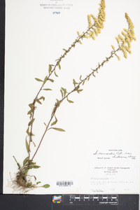 Solidago nemoralis var. haleana image