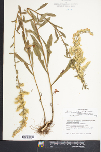 Solidago nemoralis var. haleana image