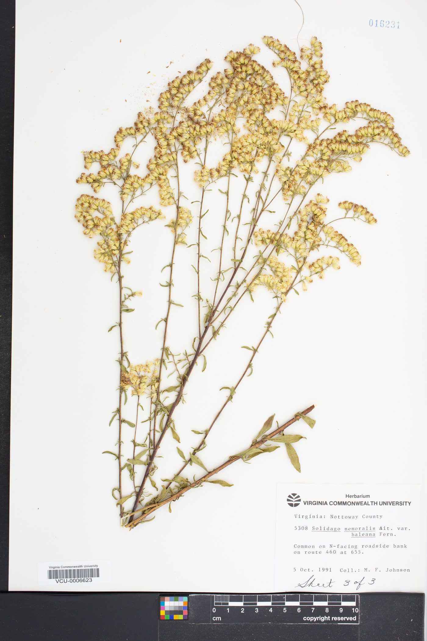 Solidago nemoralis var. haleana image