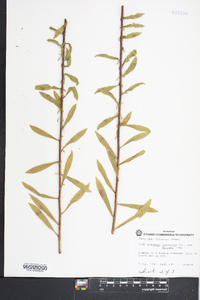 Solidago nemoralis var. haleana image