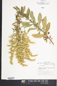 Solidago nemoralis var. haleana image