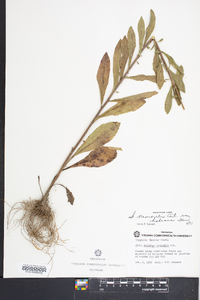 Solidago nemoralis var. haleana image