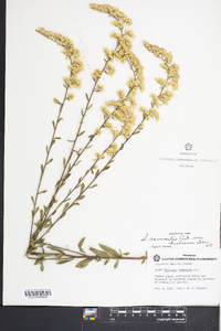 Solidago nemoralis var. haleana image