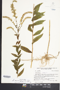 Solidago nemoralis var. haleana image