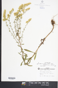 Solidago nemoralis var. haleana image