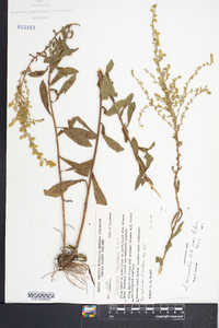 Solidago nemoralis var. haleana image