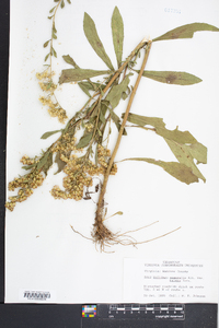 Solidago nemoralis var. haleana image