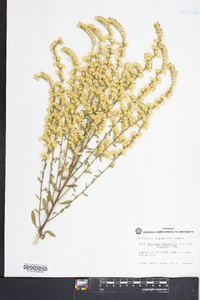 Solidago nemoralis var. haleana image