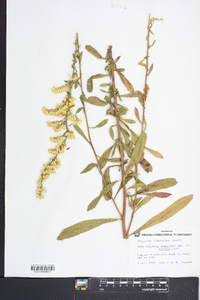 Solidago nemoralis var. haleana image