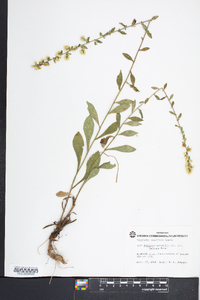 Solidago nemoralis var. haleana image