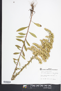 Solidago nemoralis var. haleana image