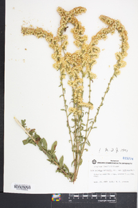 Solidago nemoralis var. haleana image