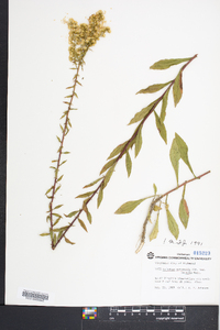 Solidago nemoralis var. haleana image