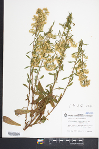 Solidago nemoralis var. haleana image