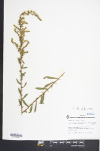 Solidago nemoralis var. haleana image