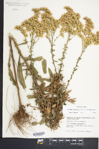 Solidago nemoralis var. haleana image