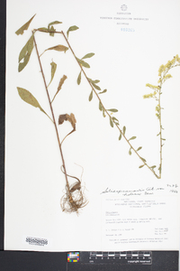 Solidago nemoralis var. haleana image