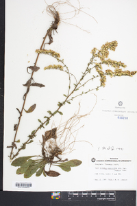 Solidago nemoralis var. haleana image