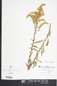 Solidago nemoralis var. haleana image