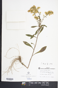 Solidago nemoralis var. haleana image