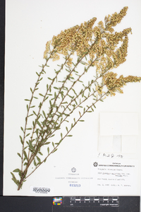 Solidago nemoralis var. haleana image