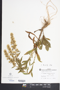 Solidago nemoralis var. haleana image