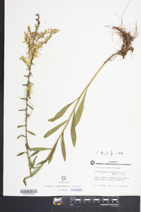 Solidago nemoralis var. haleana image