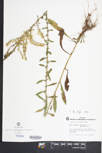 Solidago nemoralis var. haleana image