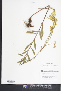 Solidago nemoralis var. haleana image