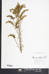 Solidago pinetorum image