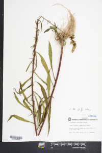 Solidago pinetorum image