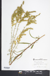 Solidago pinetorum image