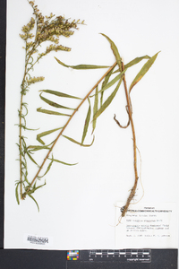 Solidago pinetorum image