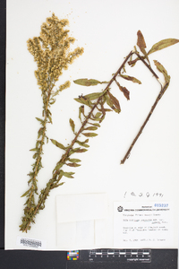 Solidago nemoralis var. haleana image