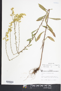 Solidago nemoralis var. haleana image